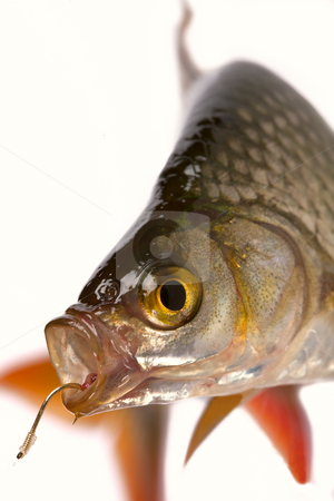 To use this stock image in your creative project, please select the size you need over to the right and click the "Add to Cart" button.
Your downloaded image will come with the Cutcaster watermark removed so don’t worry about the watermark you see on this page. Common rudd stock photo, Common rudd most widespread fresh-water fish in territory of Asia and Europe. by Sergey Goruppa