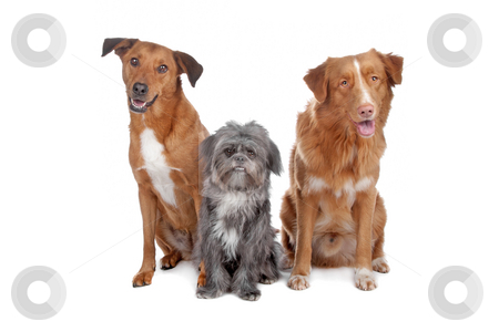 To use this stock image in your creative project, please select the size you need over to the right and click the "Add to Cart" button.
Your downloaded image will come with the Cutcaster watermark removed so don’t worry about the watermark you see on this page. Two mix dogs and a Nova Scotia Duck Tolling Retriever stock photo, Two mixed breed dogs and a Nova Scotia Duck Tolling Retriever isolated on a white background by Erik Lam