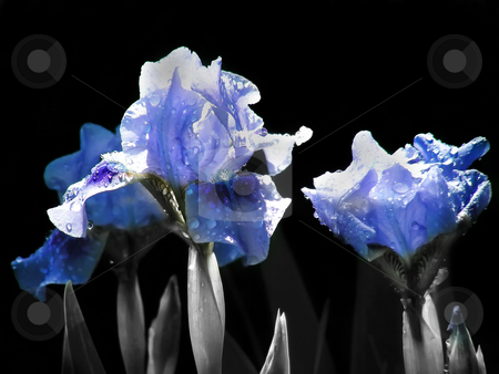 To use this stock image in your creative project, please select the size you need over to the right and click the "Add to Cart" button.
Your downloaded image will come with the Cutcaster watermark removed so don’t worry about the watermark you see on this page. Ghost Irises stock photo, A beam of sunlight and water drops make a ghostly display on these blue irises. by Mary Lane