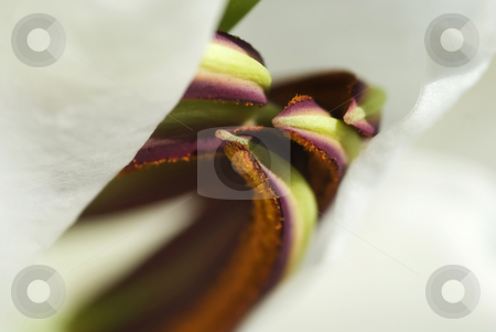 To use this stock image in your creative project, please select the size you need over to the right and click the "Add to Cart" button.
Your downloaded image will come with the Cutcaster watermark removed so don’t worry about the watermark you see on this page. New White Lily stock photo, Looking inside a white lily that is just beginning to open up. by Mary Lane