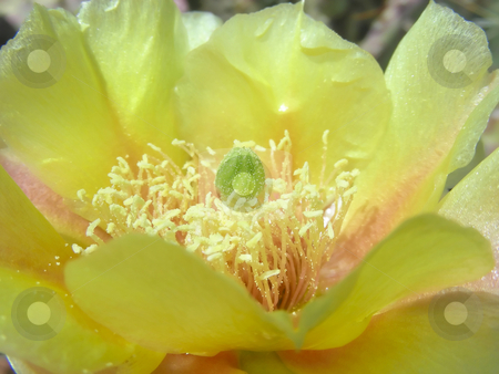 To use this stock image in your creative project, please select the size you need over to the right and click the "Add to Cart" button.
Your downloaded image will come with the Cutcaster watermark removed so don’t worry about the watermark you see on this page. Yellow Prickly Pear stock photo, Lovely and delicate, a yellow flower on a prickly pear cactus. by Mary Lane