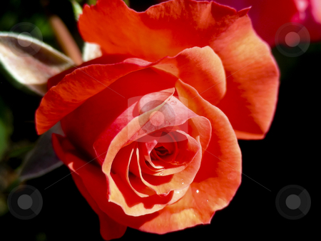 To use this stock image in your creative project, please select the size you need over to the right and click the "Add to Cart" button.
Your downloaded image will come with the Cutcaster watermark removed so don’t worry about the watermark you see on this page. Coral Rose stock photo, Closeup of a pretty coral rose, with rain drops. by Mary Lane
