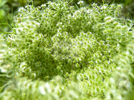 To use this stock image in your creative project, please select the size you need over to the right and click the "Add to Cart" button.
Your downloaded image will come with the Cutcaster watermark removed so don’t worry about the watermark you see on this page. Inside a Wild Carrot stock photo, Closeup shot of the insides of a wild carrot flower. by Mary Lane