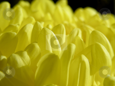 To use this stock image in your creative project, please select the size you need over to the right and click the "Add to Cart" button.
Your downloaded image will come with the Cutcaster watermark removed so don’t worry about the watermark you see on this page. Yellow Mum stock photo, Bright yellow petals of a lovely fall mum. by Mary Lane
