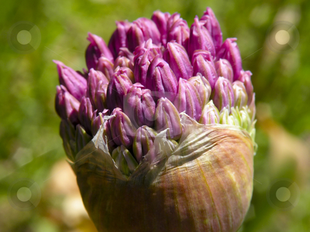 To use this stock image in your creative project, please select the size you need over to the right and click the "Add to Cart" button.
Your downloaded image will come with the Cutcaster watermark removed so don’t worry about the watermark you see on this page. Giant Alium stock photo, Closeup of a giant alium flower, just beginning to bloom. by Mary Lane