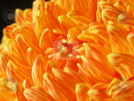 To use this stock image in your creative project, please select the size you need over to the right and click the "Add to Cart" button.
Your downloaded image will come with the Cutcaster watermark removed so don’t worry about the watermark you see on this page. Fall Mum stock photo, Lovely orange stripped mum - just right for fall. by Mary Lane