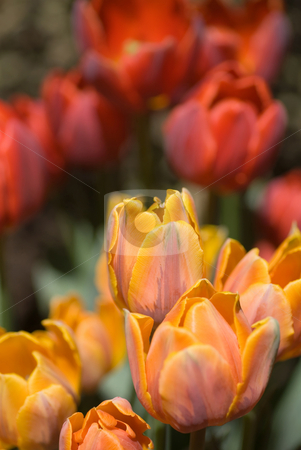 To use this stock image in your creative project, please select the size you need over to the right and click the "Add to Cart" button.
Your downloaded image will come with the Cutcaster watermark removed so don’t worry about the watermark you see on this page. Tulip Garden stock photo, A garden full of pretty, colorful tulip flowers. by Mary Lane