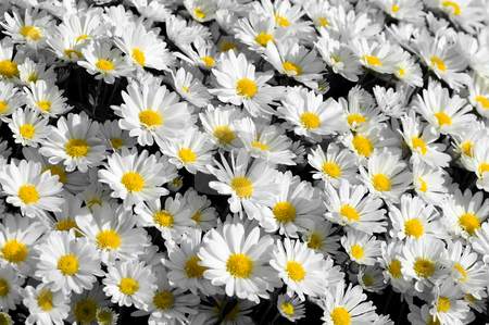 To use this stock image in your creative project, please select the size you need over to the right and click the "Add to Cart" button.
Your downloaded image will come with the Cutcaster watermark removed so don’t worry about the watermark you see on this page. Carpet of Daisies stock photo, A carpet of prettywhite daisies facing upwards to the sun with an emphasis on the bright yellow centers. by Mary Lane