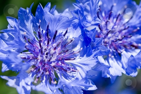 To use this stock image in your creative project, please select the size you need over to the right and click the "Add to Cart" button.
Your downloaded image will come with the Cutcaster watermark removed so don’t worry about the watermark you see on this page. Blue Cornflower stock photo, Closeup of a couple of pretty blue cornflowers. by Mary Lane