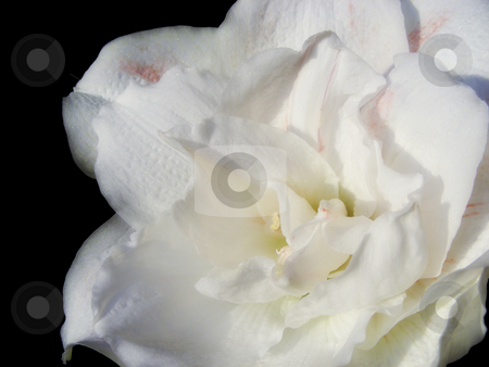 To use this stock image in your creative project, please select the size you need over to the right and click the "Add to Cart" button.
Your downloaded image will come with the Cutcaster watermark removed so don’t worry about the watermark you see on this page. White Amaryllis stock photo, A lovely soft white amaryllis flower. by Mary Lane