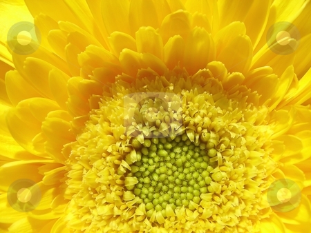 To use this stock image in your creative project, please select the size you need over to the right and click the "Add to Cart" button.
Your downloaded image will come with the Cutcaster watermark removed so don’t worry about the watermark you see on this page. Sunshine Yellow stock photo, Center of a bright sunshine yellow gerber daisy. by Mary Lane