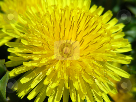 To use this stock image in your creative project, please select the size you need over to the right and click the "Add to Cart" button.
Your downloaded image will come with the Cutcaster watermark removed so don’t worry about the watermark you see on this page. Dandelions stock photo, It's amazing how pretty a dandelion can look close up. by Mary Lane