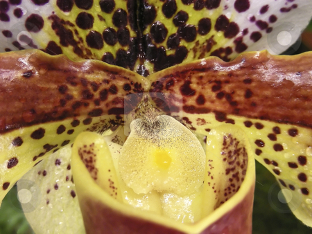 To use this stock image in your creative project, please select the size you need over to the right and click the "Add to Cart" button.
Your downloaded image will come with the Cutcaster watermark removed so don’t worry about the watermark you see on this page. Brown Orchid stock photo, Closeup of a brown spotted orchid flower - very weird looking. by Mary Lane