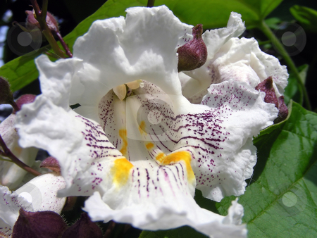 To use this stock image in your creative project, please select the size you need over to the right and click the "Add to Cart" button.
Your downloaded image will come with the Cutcaster watermark removed so don’t worry about the watermark you see on this page. Vanilla Flower stock photo, Lush, exotic flower on a vanilla tree. by Mary Lane