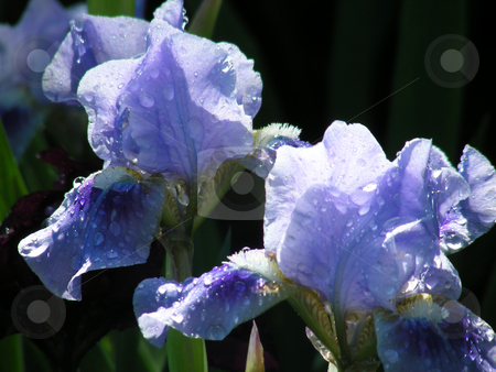 To use this stock image in your creative project, please select the size you need over to the right and click the "Add to Cart" button.
Your downloaded image will come with the Cutcaster watermark removed so don’t worry about the watermark you see on this page. Rainy Irises stock photo, Waterdrops and muted sunshine on a garden of blue irises. by Mary Lane