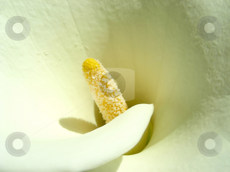 To use this stock image in your creative project, please select the size you need over to the right and click the "Add to Cart" button.
Your downloaded image will come with the Cutcaster watermark removed so don’t worry about the watermark you see on this page. Calla Lily stock photo, Closeup of the swirls on a lovely calla lily. by Mary Lane