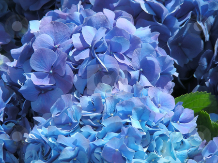 To use this stock image in your creative project, please select the size you need over to the right and click the "Add to Cart" button.
Your downloaded image will come with the Cutcaster watermark removed so don’t worry about the watermark you see on this page. Blue Hydrangea stock photo, Pots of lovely blue hydrangea for sale - a first sign of spring. by Mary Lane