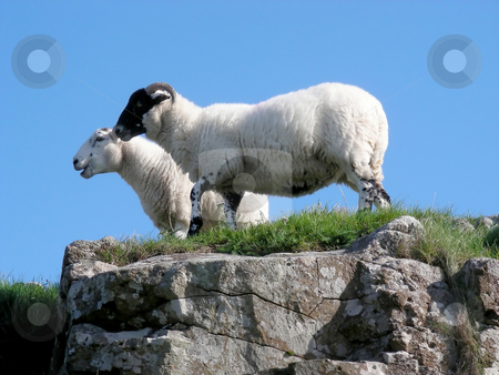 To use this stock image in your creative project, please select the size you need over to the right and click the "Add to Cart" button.
Your downloaded image will come with the Cutcaster watermark removed so don’t worry about the watermark you see on this page. Guard Sheep stock photo, Wow - Guard Sheep. A couple of sheep hanging out in a field on the Isle of Mull, Scotland. by Mary Lane