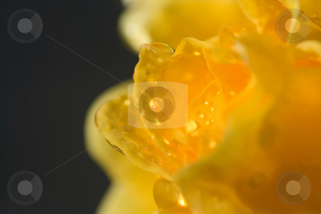 To use this stock image in your creative project, please select the size you need over to the right and click the "Add to Cart" button.
Your downloaded image will come with the Cutcaster watermark removed so don’t worry about the watermark you see on this page. Rainy Rose stock photo, Raindrops on the center petals of a yellow rose. by Mary Lane