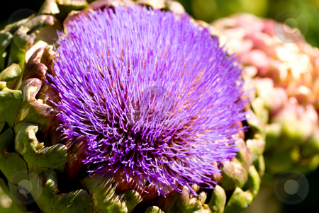 To use this stock image in your creative project, please select the size you need over to the right and click the "Add to Cart" button.
Your downloaded image will come with the Cutcaster watermark removed so don’t worry about the watermark you see on this page. Artichoke Flower stock photo, Big and very purple - the flower of an artichoke plant. by Mary Lane