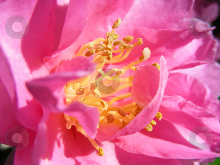 To use this stock image in your creative project, please select the size you need over to the right and click the "Add to Cart" button.
Your downloaded image will come with the Cutcaster watermark removed so don’t worry about the watermark you see on this page. Pink Camellia stock photo, Closeup of the center of a pretty pink camellia. by Mary Lane