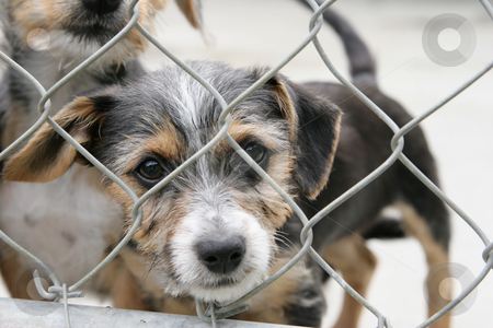 To use this stock image in your creative project, please select the size you need over to the right and click the "Add to Cart" button.
Your downloaded image will come with the Cutcaster watermark removed so don’t worry about the watermark you see on this page. Pup in a pen stock photo, Cute scruffy terrier pup in a pen looking out through the wire mesh by suemack