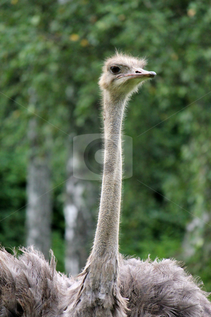 To use this stock image in your creative project, please select the size you need over to the right and click the "Add to Cart" button.
Your downloaded image will come with the Cutcaster watermark removed so don’t worry about the watermark you see on this page. Grey ostrich stock photo, Neck and head of a grey ostrich surrounded by green vegetation by Elenarts