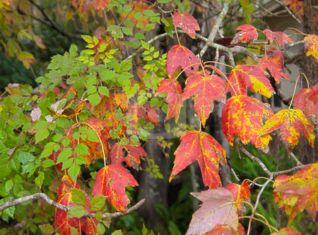 fall colors in hdr in florida 2 stock photo, hdr photo of maple