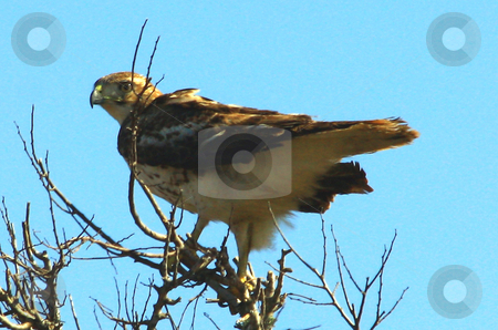 To use this stock image in your creative project, please select the size you need over to the right and click the "Add to Cart" button.
Your downloaded image will come with the Cutcaster watermark removed so don’t worry about the watermark you see on this page. Hawk stock photo, Hawk perched on thin branches with winds up to 20mph shaking the tree and ruffling the bird. by Marburg