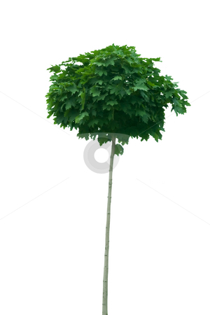 To use this stock image in your creative project, please select the size you need over to the right and click the "Add to Cart" button.
Your downloaded image will come with the Cutcaster watermark removed so don’t worry about the watermark you see on this page. Young tree stock photo, Front view of young tree on white background by caimacanul