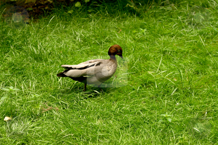To use this stock image in your creative project, please select the size you need over to the right and click the "Add to Cart" button.
Your downloaded image will come with the Cutcaster watermark removed so don’t worry about the watermark you see on this page. Young mallard duck stock photo, Young mallard duck on green grass background by caimacanul