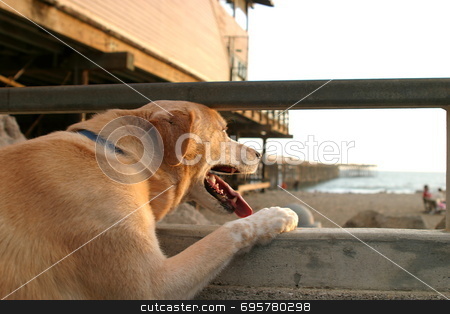 To use this stock image in your creative project, please select the size you need over to the right and click the "Add to Cart" button.
Your downloaded image will come with the Cutcaster watermark removed so don’t worry about the watermark you see on this page. Dog at beach stock photo, A dog looking over the ocean at sunset near the beach in Ventura California by Henrik Lehnerer