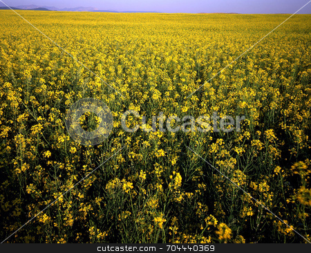 To use this stock image in your creative project, please select the size you need over to the right and click the "Add to Cart" button.
Your downloaded image will come with the Cutcaster watermark removed so don’t worry about the watermark you see on this page. Canola Field stock photo, A field of Canola. by Mike Norton