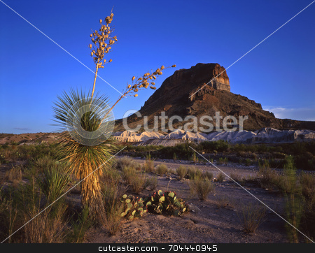 To use this stock image in your creative project, please select the size you need over to the right and click the "Add to Cart" button.
Your downloaded image will come with the Cutcaster watermark removed so don’t worry about the watermark you see on this page. Castelon Peak and Soaptree Yucca stock photo, A soaptree yucca plant and Castelon Peak in Big Bend National Park, Texas. by Mike Norton