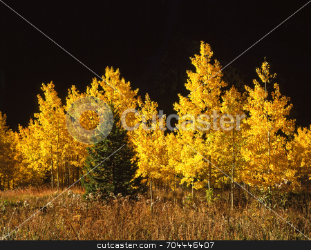 To use this stock image in your creative project, please select the size you need over to the right and click the "Add to Cart" button.
Your downloaded image will come with the Cutcaster watermark removed so don’t worry about the watermark you see on this page. Conifer and Aspen Trees stock photo, A conifer tree among aspen trees in the White River National Forest, Colorado. by Mike Norton