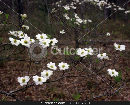 To use this stock image in your creative project, please select the size you need over to the right and click the "Add to Cart" button.
Your downloaded image will come with the Cutcaster watermark removed so don’t worry about the watermark you see on this page. East Texas Dogwood stock photo, Flowers on a dogwood tree in Texas. by Mike Norton