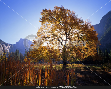 To use this stock image in your creative project, please select the size you need over to the right and click the "Add to Cart" button.
Your downloaded image will come with the Cutcaster watermark removed so don’t worry about the watermark you see on this page. English Elm and Half Dome stock photo, An English Elm and Half Dome tree in Yosemite national Park, California. by Mike Norton