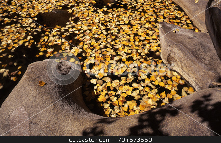 To use this stock image in your creative project, please select the size you need over to the right and click the "Add to Cart" button.
Your downloaded image will come with the Cutcaster watermark removed so don’t worry about the watermark you see on this page. Floating Leaves stock photo, Leaves floating on a pond. by Mike Norton