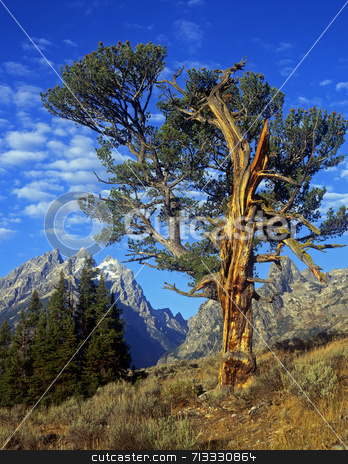To use this stock image in your creative project, please select the size you need over to the right and click the "Add to Cart" button.
Your downloaded image will come with the Cutcaster watermark removed so don’t worry about the watermark you see on this page. Old Patriarch stock photo, An old tree in Grand Teton National Park, Wyoming. by Mike Norton