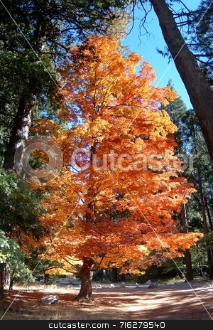 To use this stock image in your creative project, please select the size you need over to the right and click the "Add to Cart" button.
Your downloaded image will come with the Cutcaster watermark removed so don’t worry about the watermark you see on this page. Autumn Tree stock photo, Beautifully autumn colored tree in Yosemite. by Henrik Lehnerer