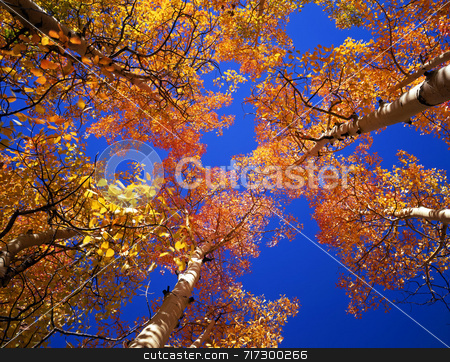 To use this stock image in your creative project, please select the size you need over to the right and click the "Add to Cart" button.
Your downloaded image will come with the Cutcaster watermark removed so don’t worry about the watermark you see on this page. Orange Aspen Canopy stock photo, Aspen trees photographed during the autumn season. by Mike Norton