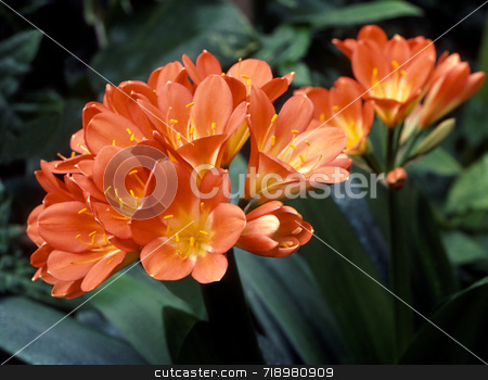 To use this stock image in your creative project, please select the size you need over to the right and click the "Add to Cart" button.
Your downloaded image will come with the Cutcaster watermark removed so don’t worry about the watermark you see on this page. Clivia Flowers stock photo, The orange and yellow flowers of Clivia miniata. by Kathy Piper