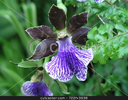 To use this stock image in your creative project, please select the size you need over to the right and click the "Add to Cart" button.
Your downloaded image will come with the Cutcaster watermark removed so don’t worry about the watermark you see on this page. Purple Iris stock photo, by Mark Bernas