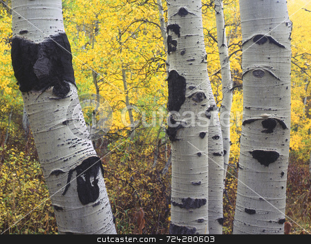 To use this stock image in your creative project, please select the size you need over to the right and click the "Add to Cart" button.
Your downloaded image will come with the Cutcaster watermark removed so don’t worry about the watermark you see on this page. Three Aspens stock photo, Three aspen trees in the Wasatch-Cache National Forest, Utah. by Mike Norton