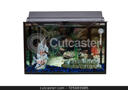 To use this stock image in your creative project, please select the size you need over to the right and click the "Add to Cart" button.
Your downloaded image will come with the Cutcaster watermark removed so don’t worry about the watermark you see on this page. Isolated Fishtank stock photo, A glass rectangular fishtank isolated against a white background by Richard Nelson