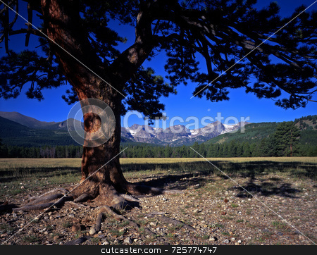 To use this stock image in your creative project, please select the size you need over to the right and click the "Add to Cart" button.
Your downloaded image will come with the Cutcaster watermark removed so don’t worry about the watermark you see on this page. Tree Mountains & Moon stock photo, A pine tree mountains and the full moon photographed in Rocky Mountain National Park, Colorado. by Mike Norton