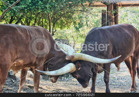 To use this stock image in your creative project, please select the size you need over to the right and click the "Add to Cart" button.
Your downloaded image will come with the Cutcaster watermark removed so don’t worry about the watermark you see on this page. Ankole Cattle stock photo, Two Ankole cattle embraced in a fight of their land by Kevin Tietz