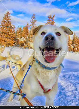 To use this stock image in your creative project, please select the size you need over to the right and click the "Add to Cart" button.
Your downloaded image will come with the Cutcaster watermark removed so don’t worry about the watermark you see on this page. Happy Husky stock photo, A close up shot of a very happy husky mix by Kevin Tietz