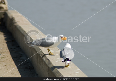 To use this stock image in your creative project, please select the size you need over to the right and click the "Add to Cart" button.
Your downloaded image will come with the Cutcaster watermark removed so don’t worry about the watermark you see on this page. Seagull Not Sharing stock photo, A seagull with food in his mouth not sharing it with another by Richard Nelson