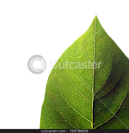 To use this stock image in your creative project, please select the size you need over to the right and click the "Add to Cart" button.
Your downloaded image will come with the Cutcaster watermark removed so don’t worry about the watermark you see on this page. Isolated green leaf stock photo, Close-up of isolated green leaf on white background by Ronald Hudson